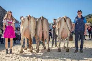 Schneuter BS 4.ff Laktationen